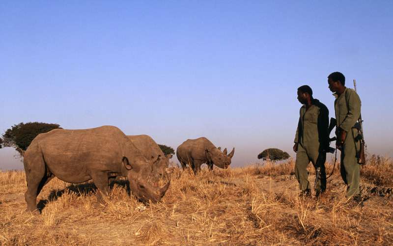 Record year for rhino poaching in Africa