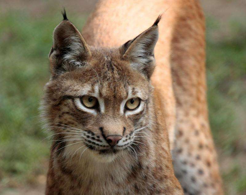 Reintroduction of lynx requires larger numbers to avoid genetic depletion
