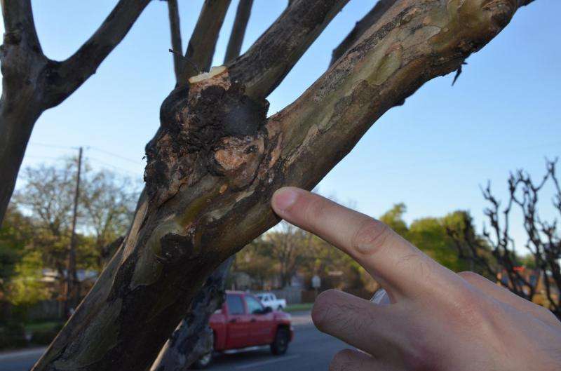 Researchers begin tracking crape myrtle bark scale populations