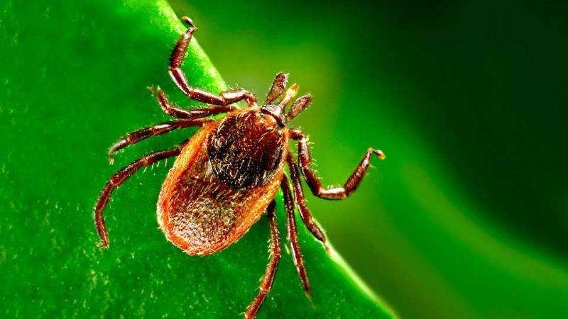 Researchers identify new Borrelia species that causes Lyme disease
