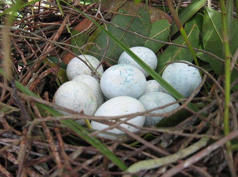Researcher studies communal nesting in birds