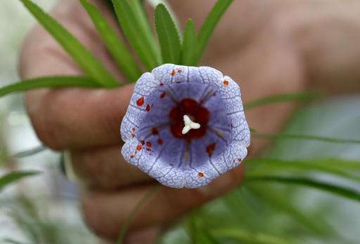 Royal Botanical Gardens: Mixed report on the world's plants