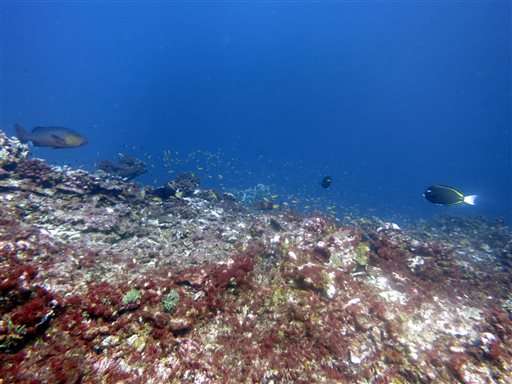 Scientists battle to save world's coral reefs