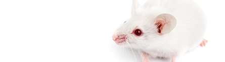 Scientists call for replacement of animals in antibody production