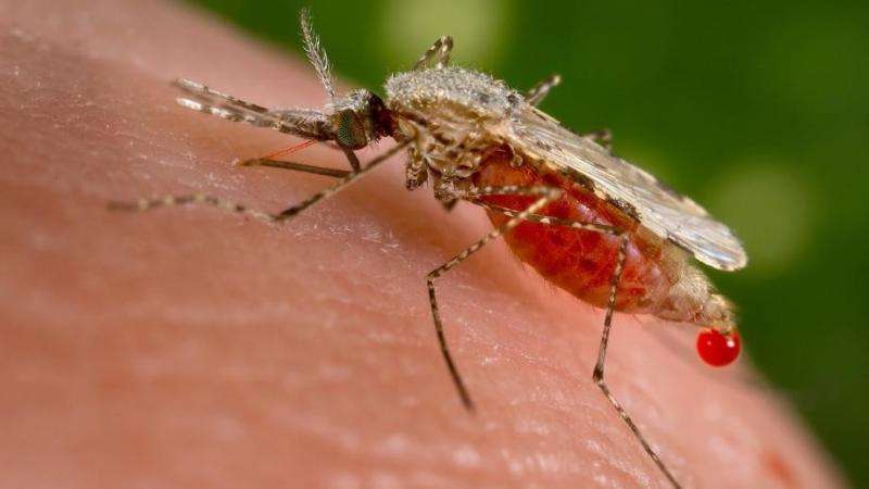 Scientists exploit malaria's Achilles' heel