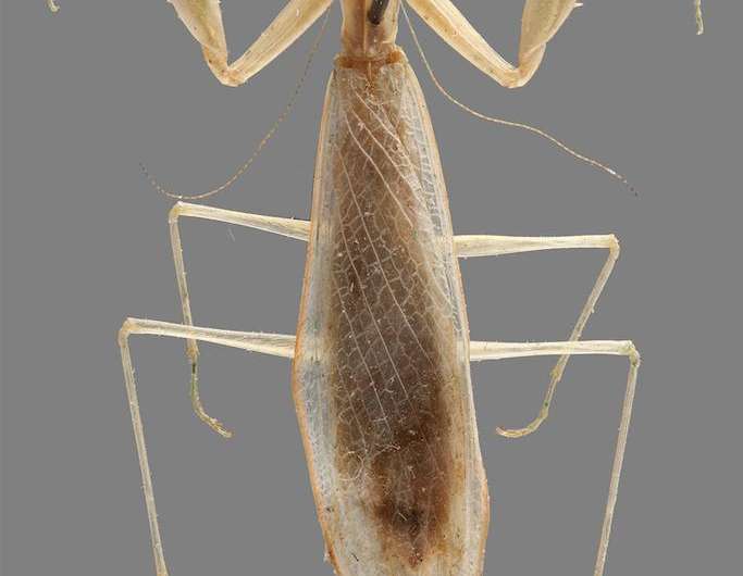 Scientists pioneer new method to classify praying mantises