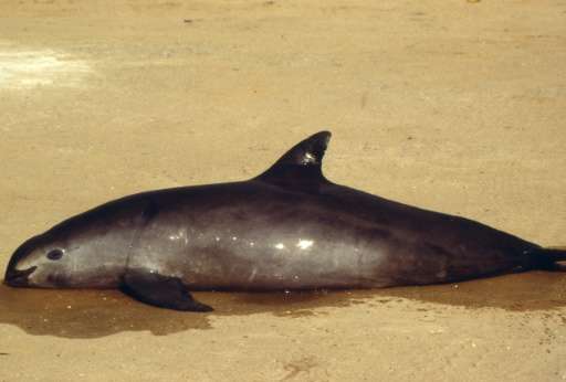 Scientists say only 60 vaquita marina are left in the world and they could vanish by 2022