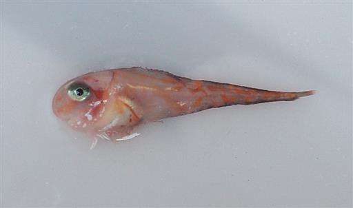 Scientists surveying ocean floor turn up new fish off Alaska