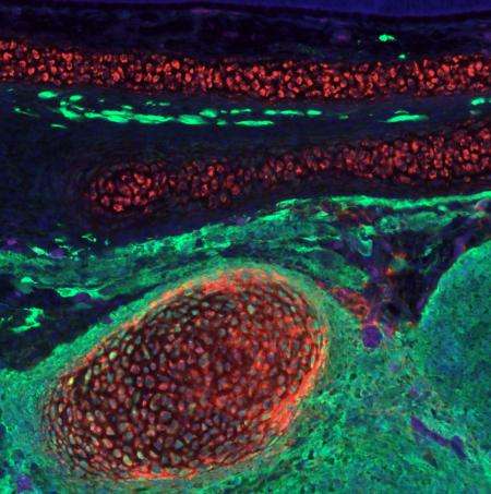 Scientists transform lower-body cells into facial cartilage