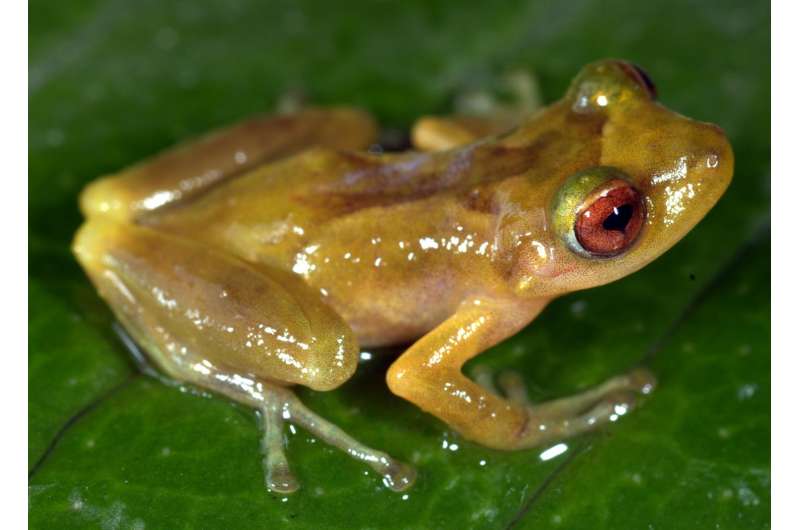 Singing in the rain: A new species of rain frog from Manu National Park, Amazonian Peru