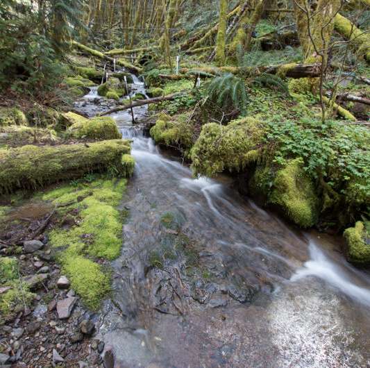Small headwater streams export surprising amounts of carbon out of Pacific Northwest forest