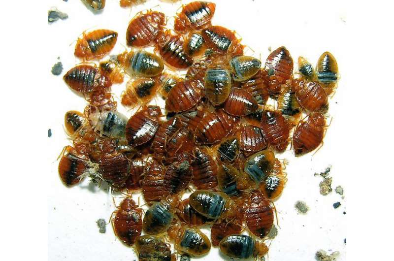 Study examines bed bug infestations in 2,372 low-income apartments in New Jersey