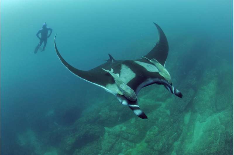 Study finds manta rays are local commuters; not long-distance travelers