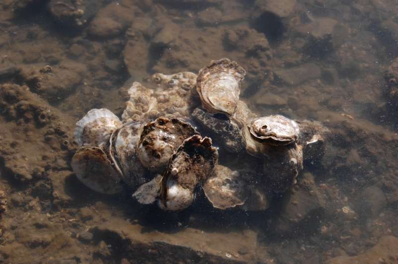 Study finds native Olympia oysters more resilient to ocean acidification
