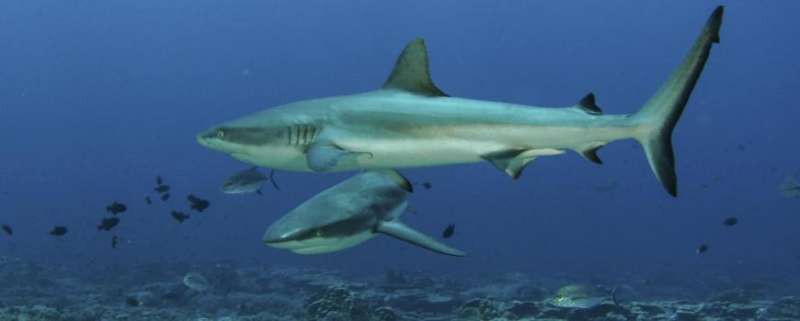 Study finds sharks get bad rap when viewed with ominous background music