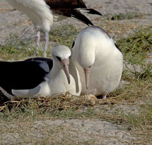 The world's oldest known seabird is expecting -- again