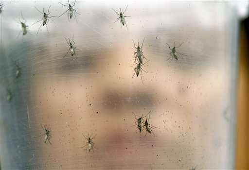 Things to know about GMO mosquito test proposed in Florida