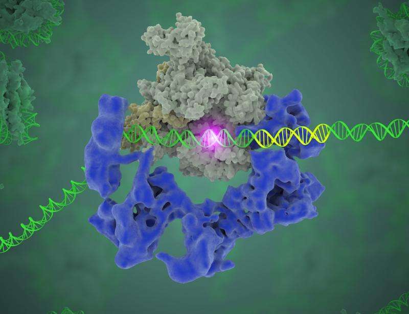 Unlocking the secrets of gene expression