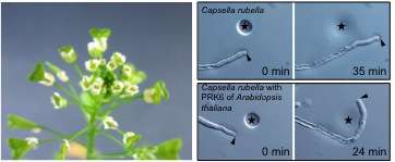 Unraveling the unknown receptors and mechanism for fertilization in plants