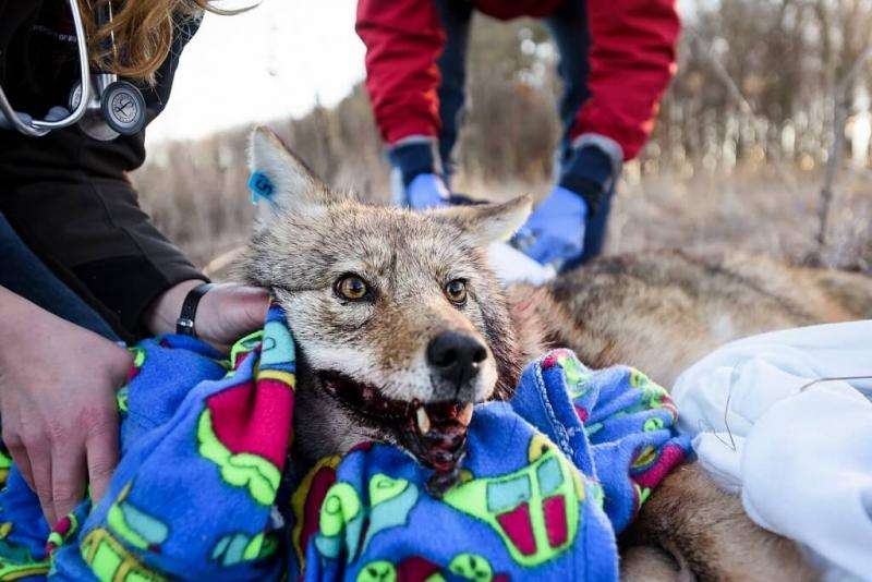 Urban Canid Project tracks coyotes and prevent conflicts