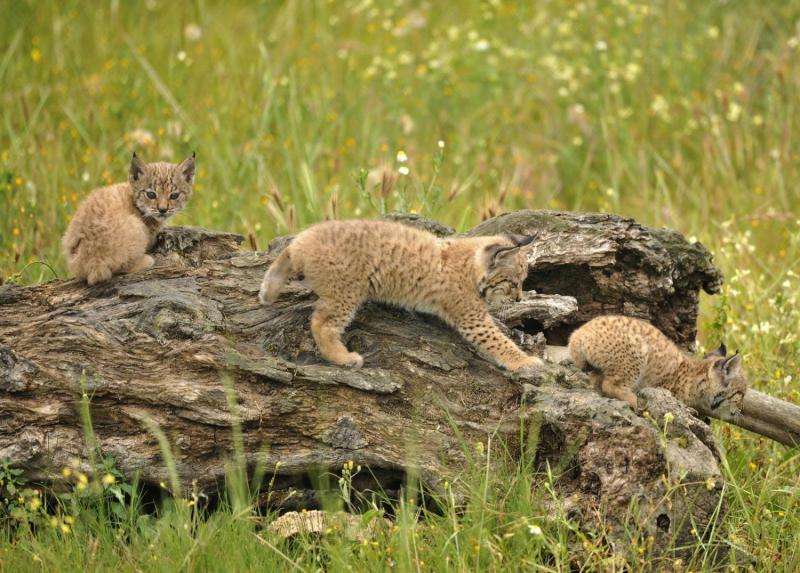 World's most endangered cat grows to over 400 individuals
