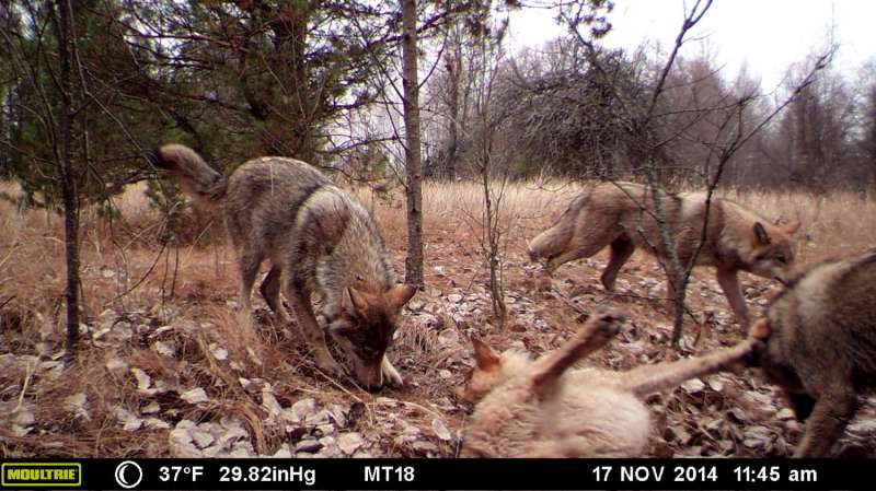 30 years after Chernobyl, UGA camera study reveals wildlife abundance in CEZ