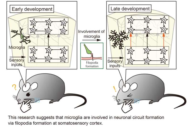 Breakthrough in understanding of brain development: Immune cell involvement revealed