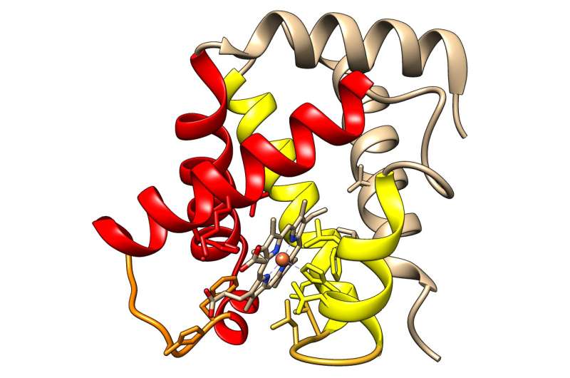 Scientists discover the evolutionary link between protein structure and function