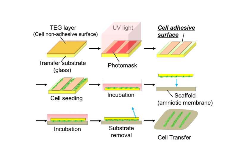 Breakthrough for bone regeneration via double-cell-layered tissue engineering technique