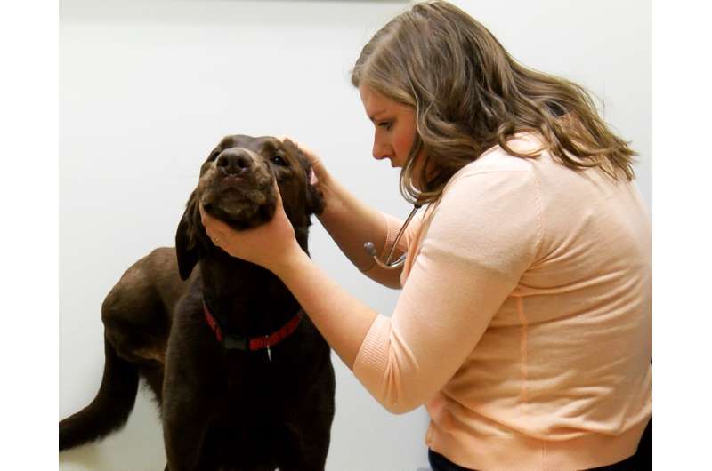 Researchers study cancer in dogs to ultimately help humans with same disease
