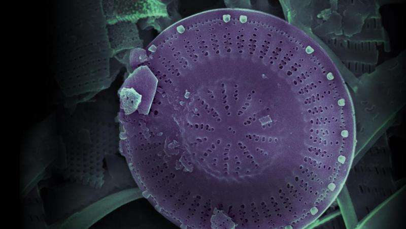 Researchers refining Arctic climate history through diatoms