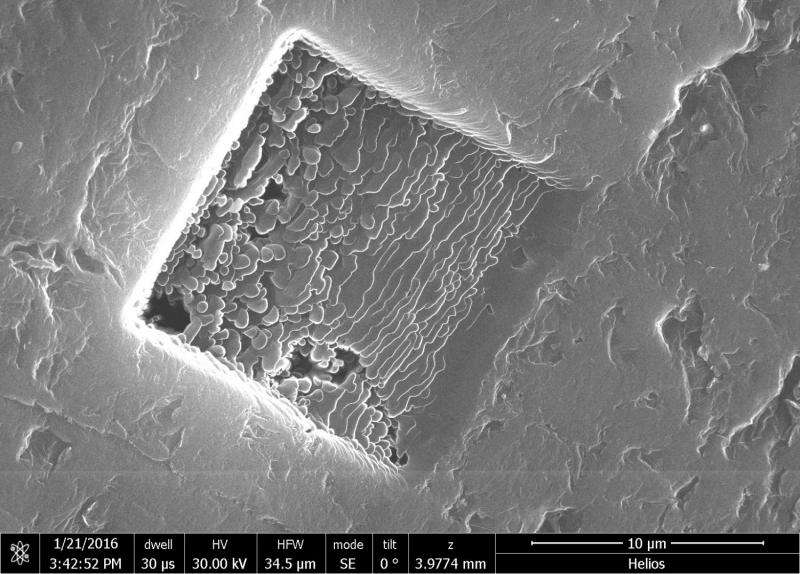 3-D graphene has promise for bio applications