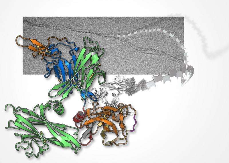 3D images reveal the body’s guardian against urinary infection