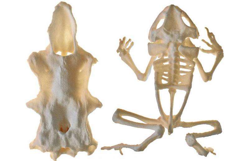 3D printed frog skeletons for classrooms