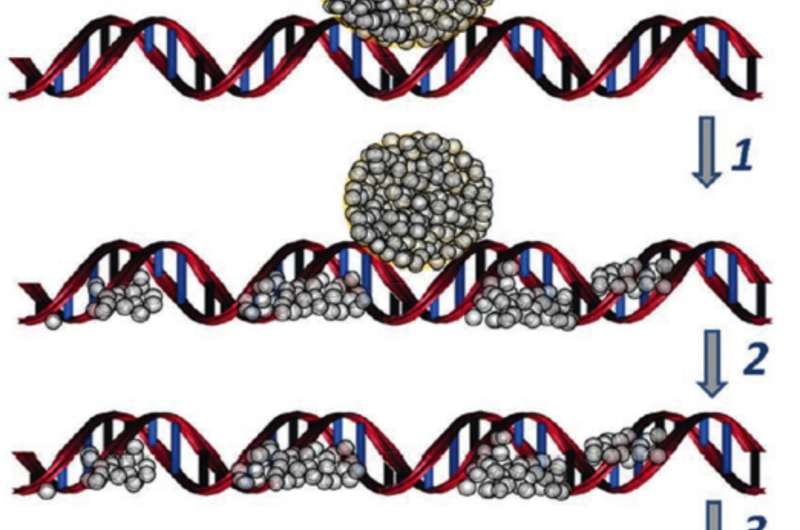 3 stages of DNA – silver nanoparticles interaction