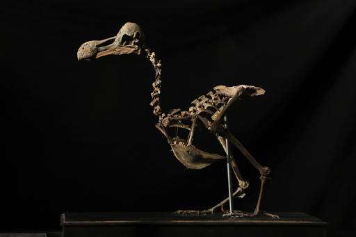 Composite skeleton of Dodo bird to be auctioned