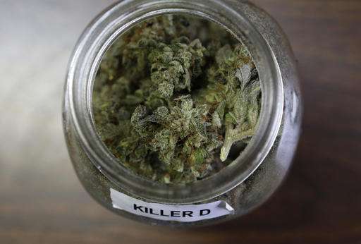Could marijuana help treat painkiller and heroin addiction?