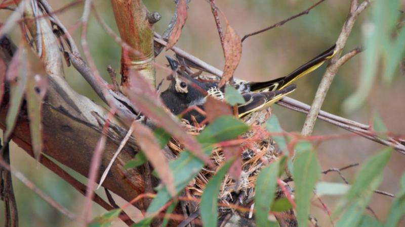 Critically endangered honeyeater population discovered