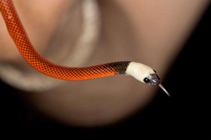 Deadly snakes or just pretending? The evolution of mimicry