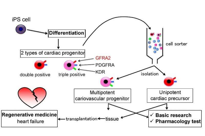 Discovery of molecular marker specific to early embryonic heart development