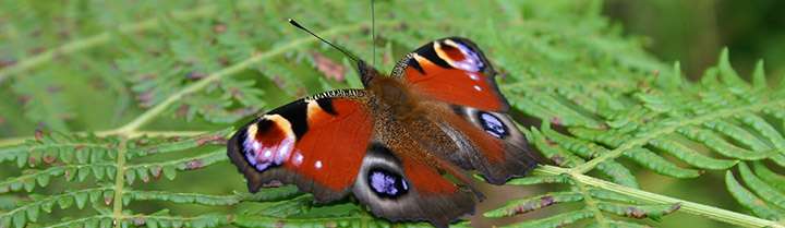 Extreme weather effects may explain recent butterfly decline