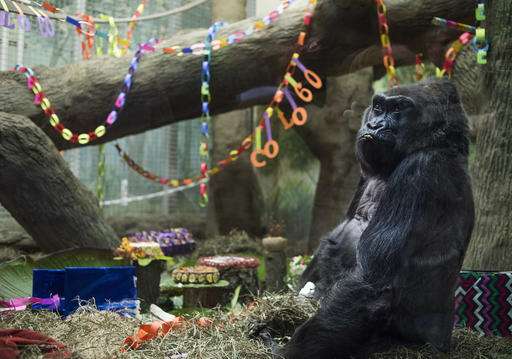 Happy birthday to Colo: Oldest gorilla in US turns 60