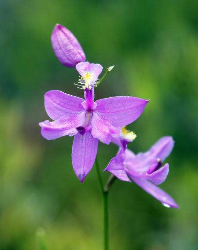 Millions of orchids grow on former mine site in upstate NY