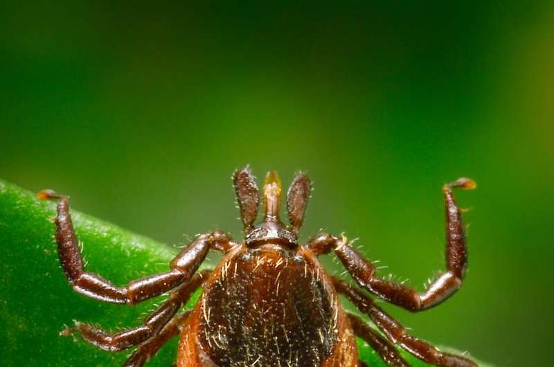 New experimental test detects signs of Lyme disease near time of infection