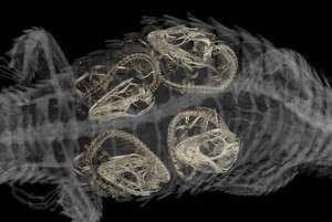 New micro-CT scanner allows inside view of even the tiniest fossils