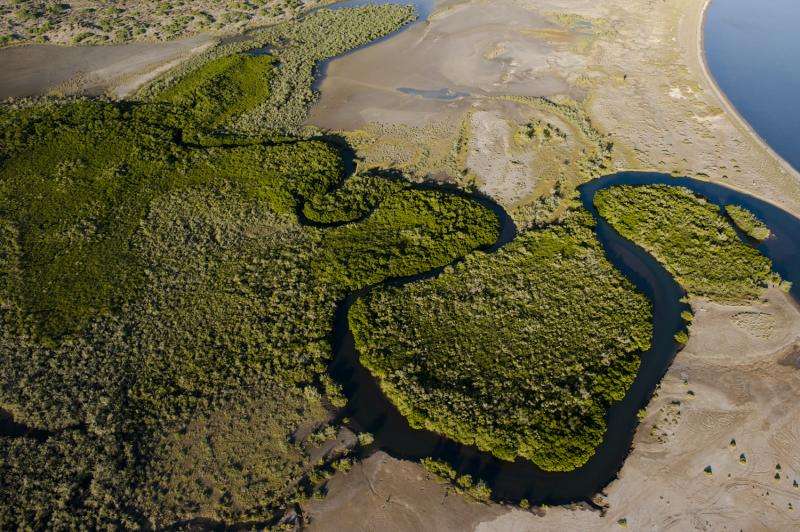 New study shows desert mangroves are major source of carbon storage