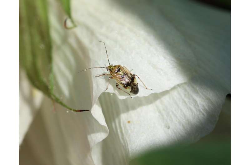 New technology could improve insect control in cotton