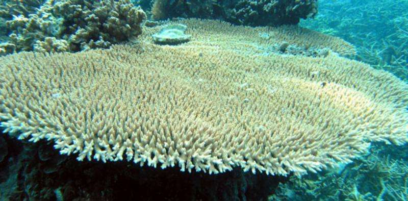Ocean acidification causes young corals to develop deformed skeletons
