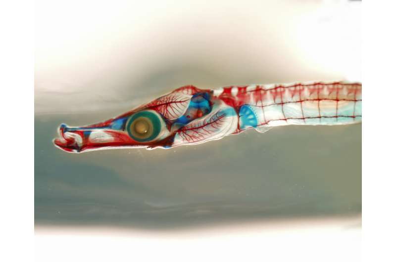 Oregon researchers publish reference genome of gulf pipefish