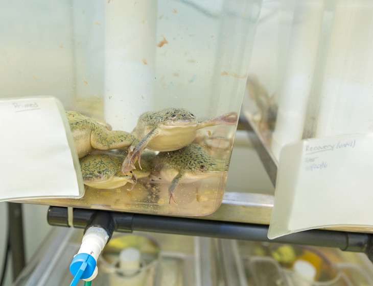 Professor uses frogs to conduct embryonic cell research